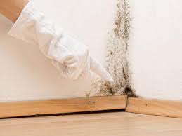 Best Asbestos and Lead Testing During Mold Inspection in Joanna, SC